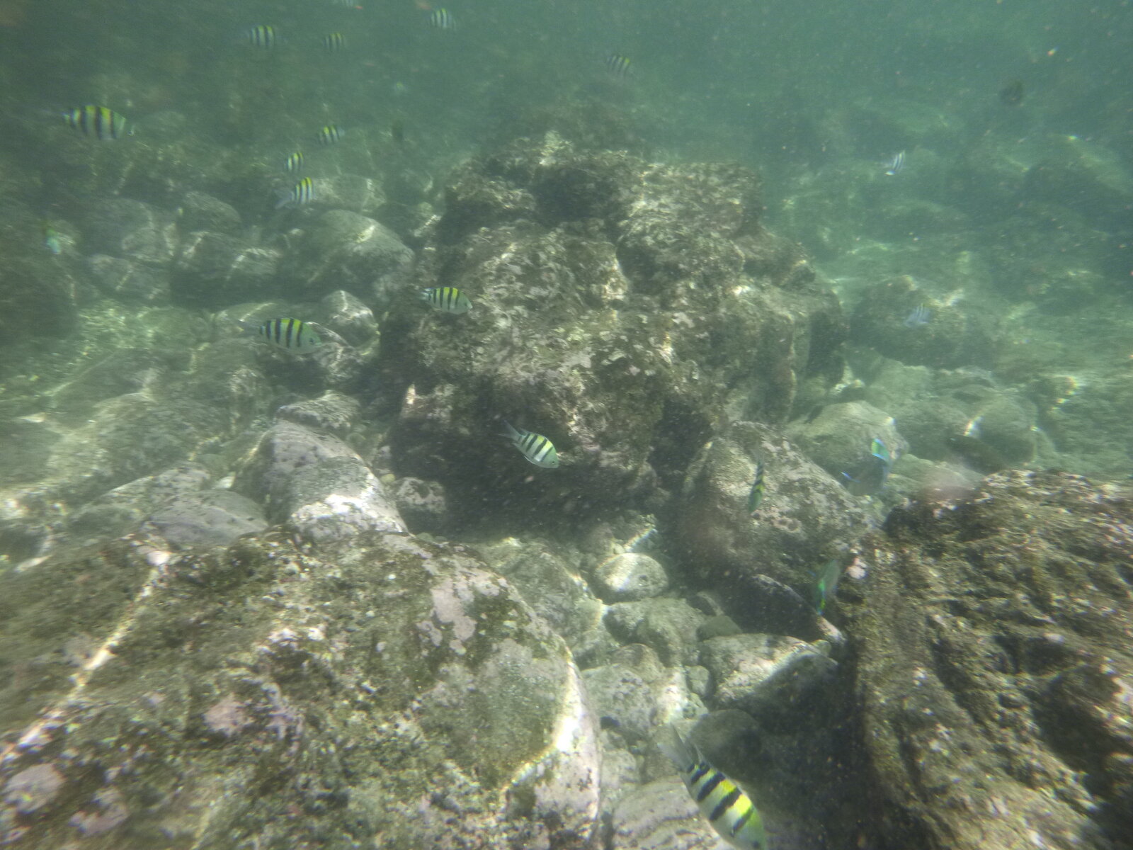 Thaïlande, poissons